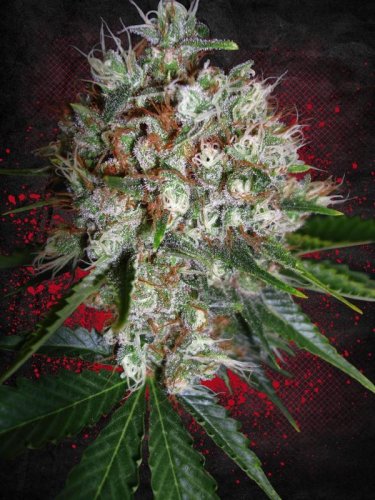 Big Bud XXL - feminized seeds 5 pcs Ministry Cannabis