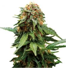 Tangerine Dream – feminizovaná semínka 5 ks Barney Farms