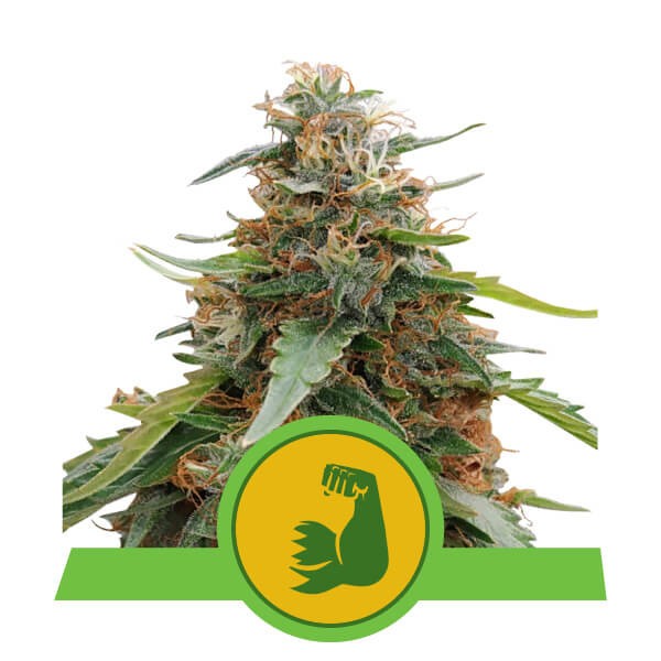 HulkBerry Automatic -  samonakvétací semínka 3 ks Royal Queen Seeds