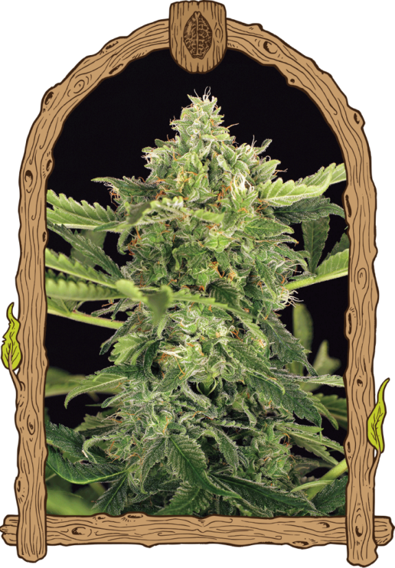 Mango Cream Auto - Premium Autoflowering Samen, 5er Pack, Exotic Seed