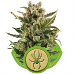 White Widow Automatic - fem. i 10ks Royal Queen Seeds