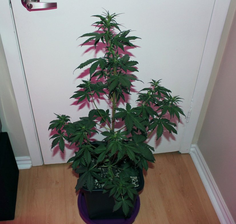 Bloody Skunk Auto - samonakvétací semínka 3 ks Sweet Seeds