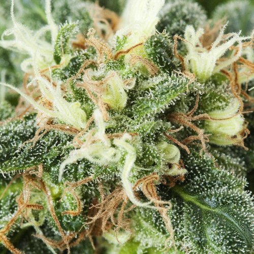 Industrial Plant - 3 pieces of feminized Dinaf seeds