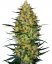 Caramellow Kush Automatic - autoflowering cannabis seeds 3 pcs, Sensi Seeds