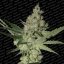 Acid - feminizované semená 10 ks Paradise Seeds