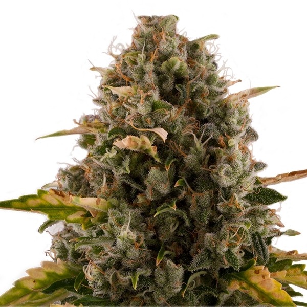 Royal Moby - feminizované semínka 10 ks Royal Queen Seeds