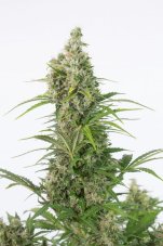 White Widow Autoflowering CBD - fem. and autoflowering seeds 5pcs Dinafem