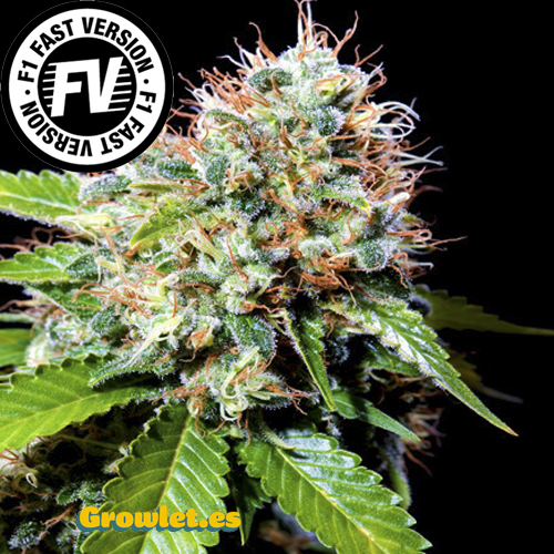 Jack 47 Fast Version - feminizovaná semínka 3 ks Sweet Seeds