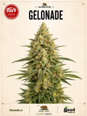 Fair Seeds Gelonade feminizovaná semena