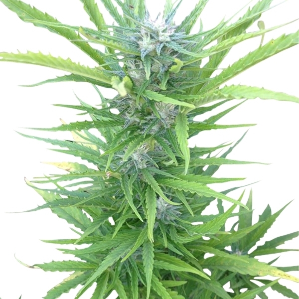 Northern Light Automatic - samonakvétací semínka 3 ks Royal Queen Seeds