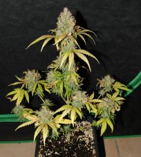 Big Devil 2 Auto - feminisierte und selbstblühende Samen 5 Stück Sweet Seeds