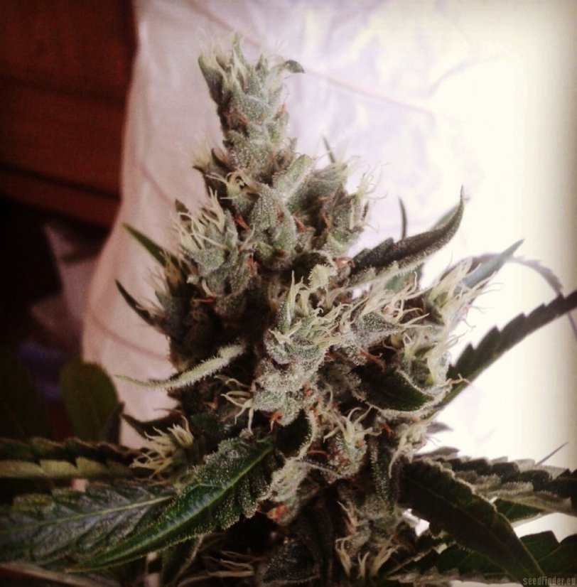 Black Jack Fast Version - feminizované semienka 10 ks Sweet Seeds