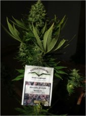 Euforia - feminized 3pcs Dutch Passion seeds