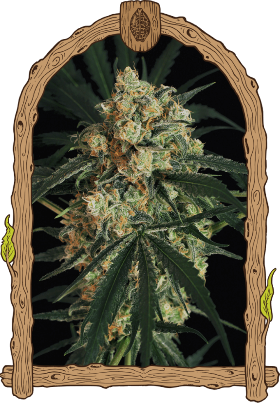 Triple A (AAA) Auto - feminizovaná samonakvétací semena, 5 ks, Exotic Seed