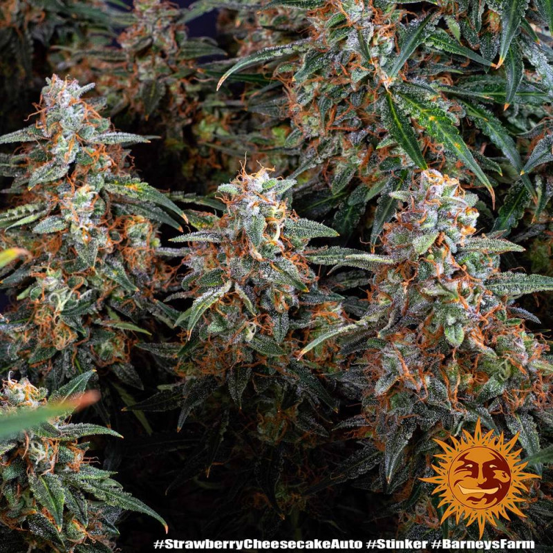 Strawberry Cheesecake Auto - autoflowering semena marihuany 5 ks Barney´s Farm