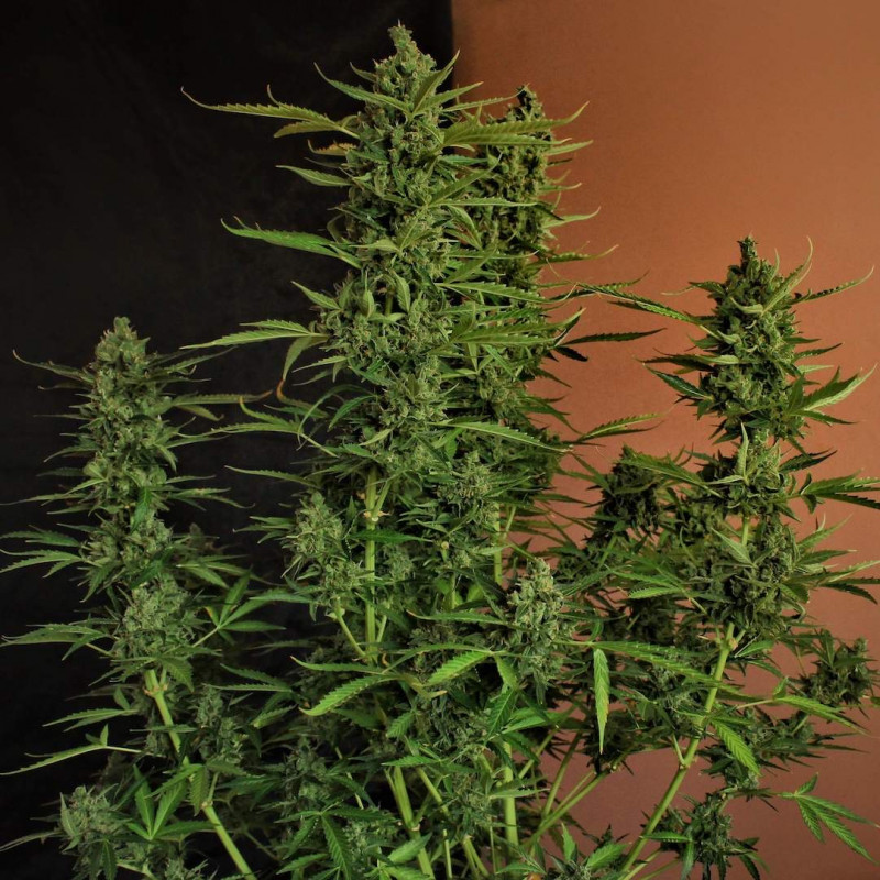 Devotchka - autoflowering seeds 3 ks, Doctor's Choice