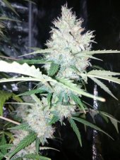 AK420 Nasiona samokwitnące 3 szt. Seedstockers
