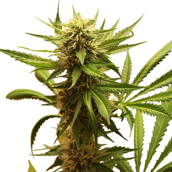 Northern Light - feminizované semienka 3 ks Royal Queen Seeds