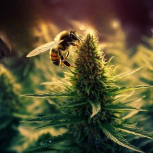 BEES AND CANNABIS: AN UNEXPECTED ALLIANCE WITH SURPRISING RESULTS!