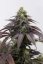 707 Headband - feminizovaná semienka 3ks Humboldt