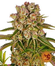 Kush Mintz - nasiona feminizowane 5 szt. z Barney´s Farm