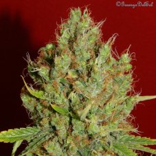 French Touch Seeds Renaissance CBD feminizovaná semena