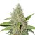 Northern Lights samonakvétací semena 3 ks Seedstockers
