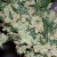 Afghan Skunk 18 szt. Standaryzowane nasiona Mr. Nice