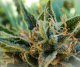 Cannabis Trichomes Close Up