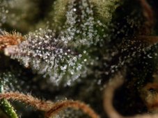 Original Afghani 1 - regular semená 10 ks Seedsman