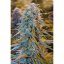 Blue Dream Auto - fem. a samonakvétací semienka 3ks Humboldt