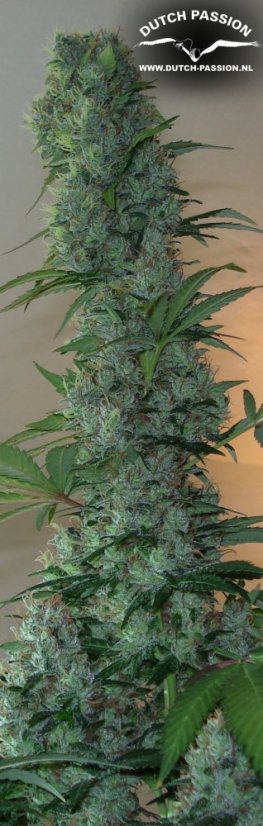 Master Kush - feminizovaná semínka 3 ks Dutch Passion