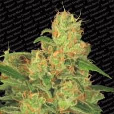 Auto Acid - feminizované a autoflowering semienka 3ks Paradise Seeds