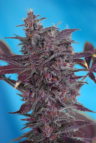 Black Cream Auto - feminizovaná a samonakvétací semínka 3ks Sweet Seeds