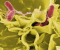 CBD extract demonstrated high antibacterial effect in treating salmonella typhimurium