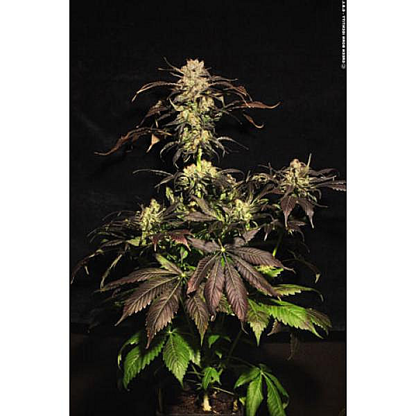 Auto White Berry - feminizovaná a samonakvétací semínka 10ks Paradise Seeds