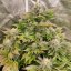 Tropical Tangie - feminizované semená 10ks, Dutch Passion