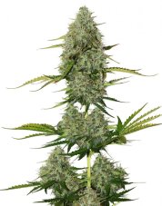 BCN Critical XXL samonakvétací semena 3 ks Seedstockers