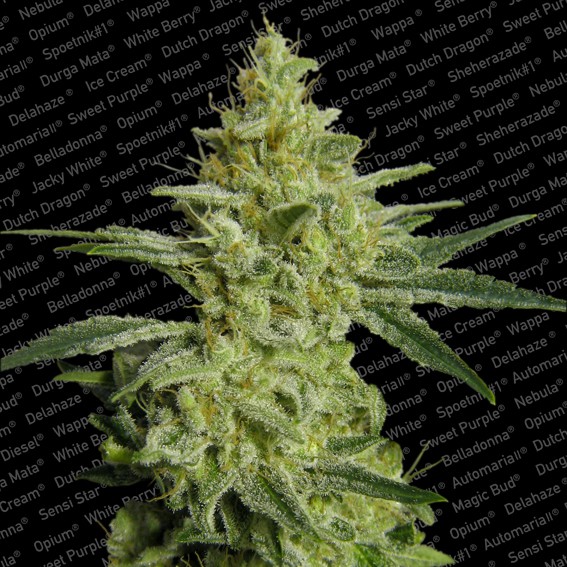 Allkush - feminizované semená 5ks Paradise Seeds