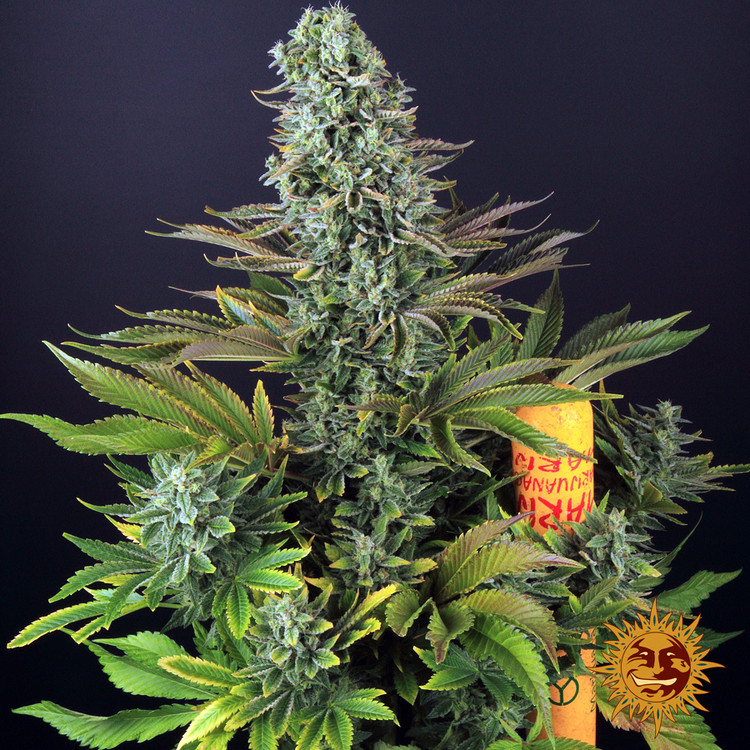 Tropicanna Banana - feminizovaná semená marihuany 3 ks Barney´s Farm