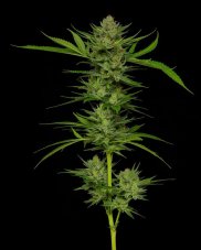 Humboldt Seed Company Slightly Stoopid Fruits Feminized Seeds