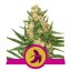 Fat Banana - feminisierte Samen 3 Stück Royal Queen Seeds