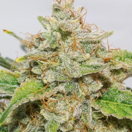 Auto Skywalker Haze®  - feminizovaná a samonakvétací semena 7 ks Dutch Passion