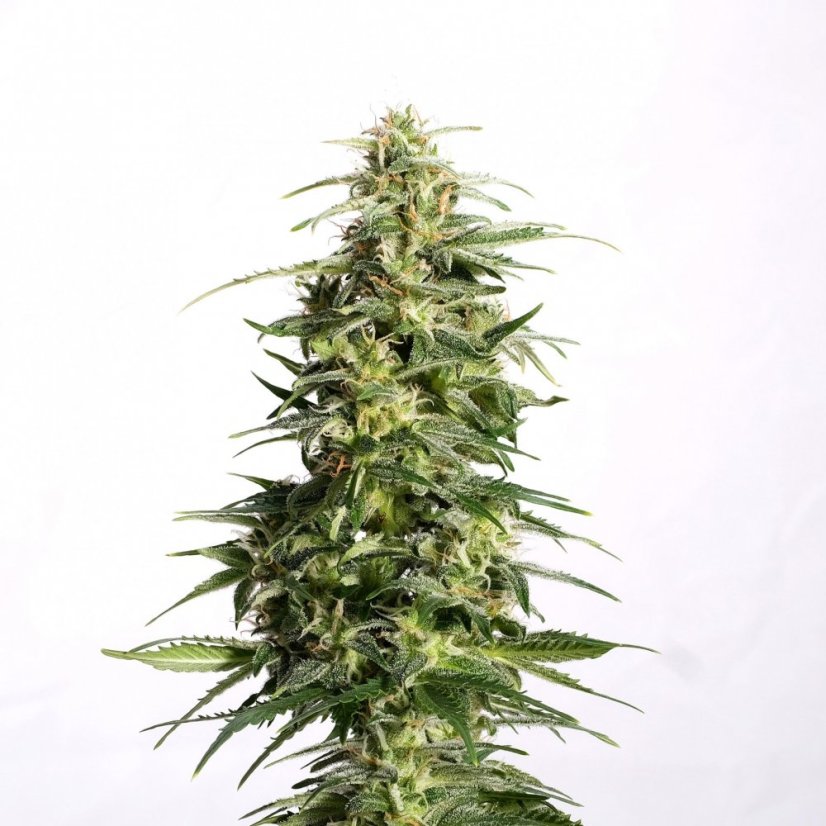 Swiss Dream Auto CBD - 3ks samonakvétací semínka Kannabia Seeds