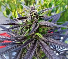 Purple Ghost Candy - feminisierte Hanfsamen 3 Stück, Seedsman