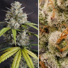 Auto Melonade Runtz - autoflowering Samen, 7 Stück, Dutch Passion