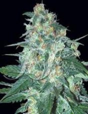 AK47 x Northern Light - 5 ks feminizovaných semínek Growshop