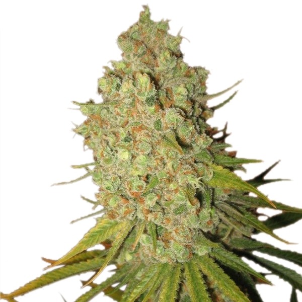 Special Kush n. 1 - feminizovaná semínka 3 ks Royal Queen Seeds