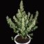Magnum auto - feminizované semená, 3 ks, Buddha Seeds