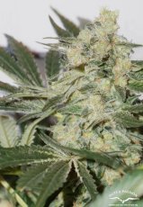 CBD Skunk Haze®- feminizované semienka 5 ks Dutch Passion